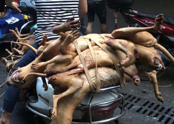 A grande matança chinesa de cachorros para serem comidos na festa de Yulin