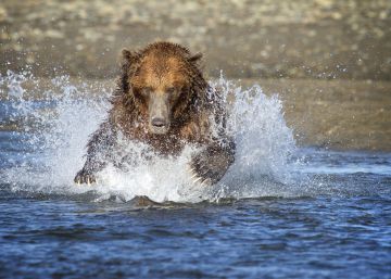 Hallado muerto un montañero por un ataque de un oso en Alaska