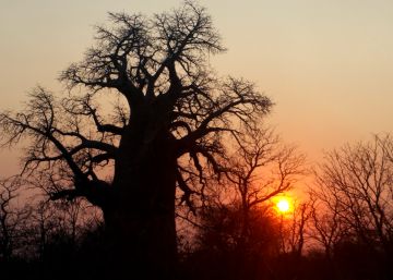 Os melhores locais do mundo para ver baobás (antes que desapareçam)