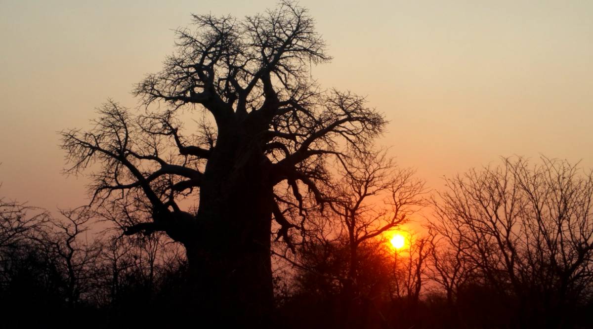 Los mejores sitios del mundo para ver baobabs (antes de que desaparezcan)