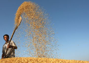 Los tres cereales que nos alimentan desde hace milenios