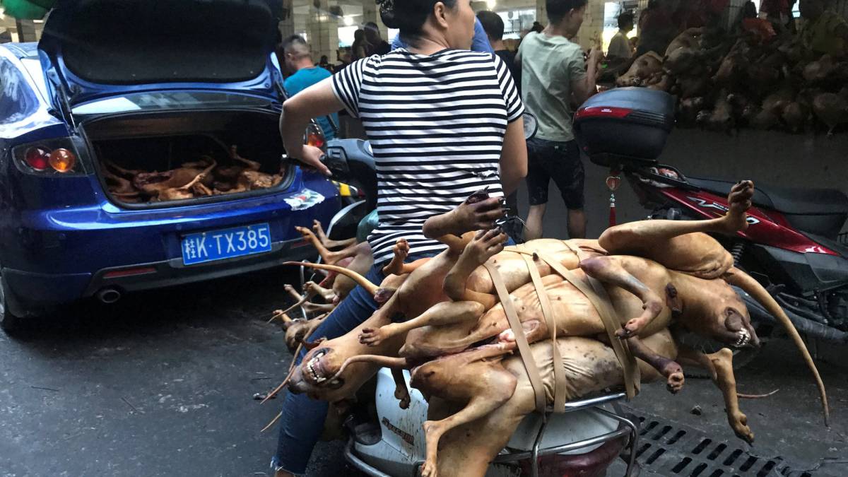 Carniceros con perros sacrificados en Yulin, este jueves.