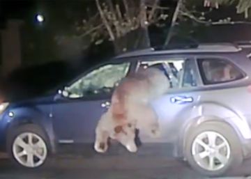 Un oso escapa de un coche por la ventanilla