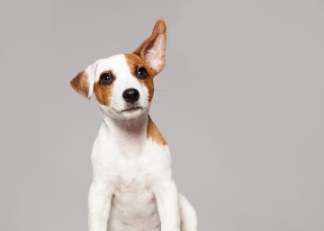 Por qué las personas que hablan a los perros como si fueran bebés tenían razón
