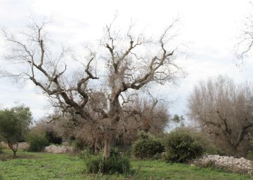 A la caza de la bacteria que está matando a los olivos