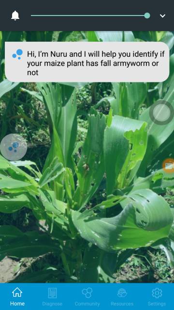 Una ‘app’ contra el gusano que se come el maíz