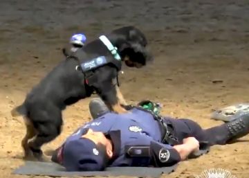 Un perro policía se convierte en viral con una maniobra de reanimación