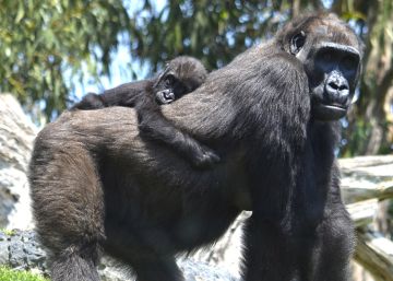 La difícil decisión que no salvó a ‘Mbeli’, el bebé gorila que murió en Bioparc