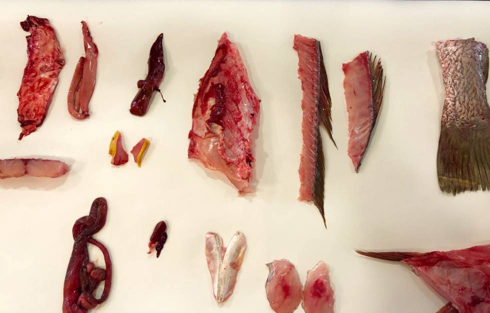 DESPIECES DE UNA CORVINA CAPEL