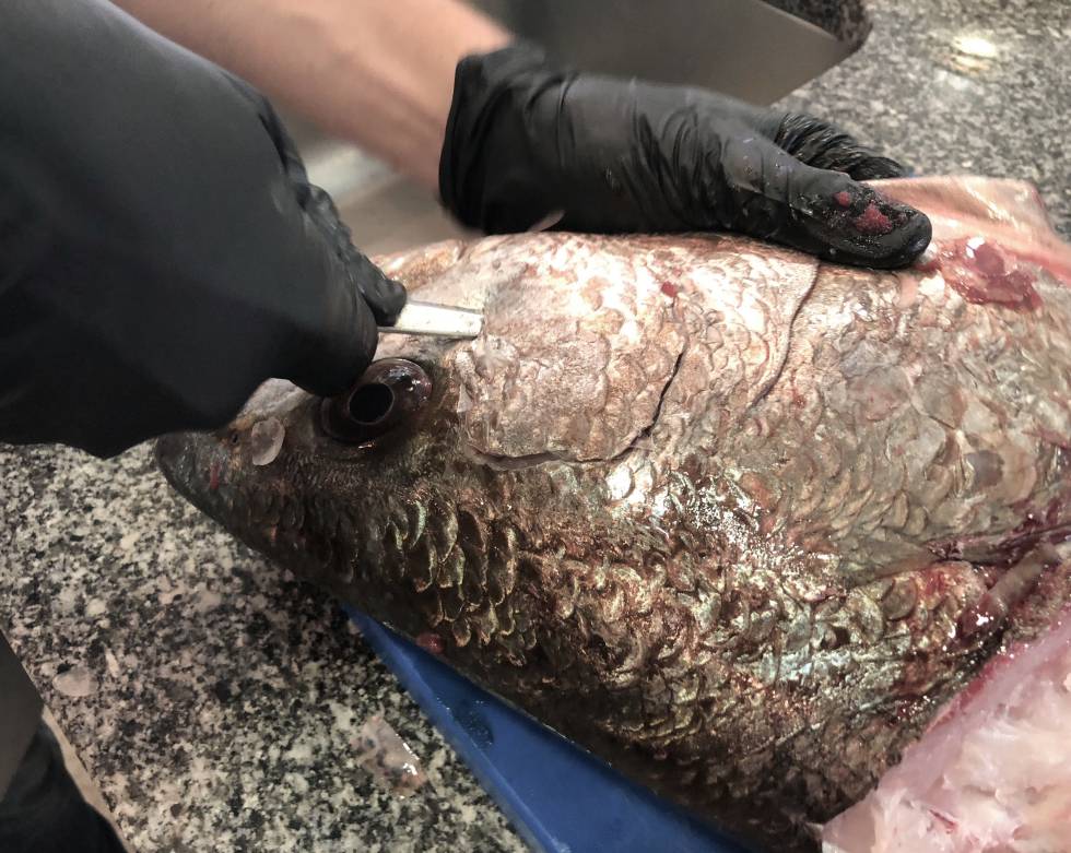 SEPARANDO LOS CACHETES DE LA CORVINA CAPEL