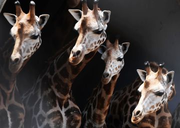 As melhores fotos de animais de junho