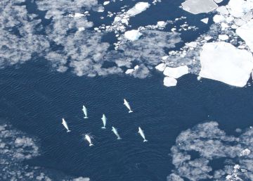 Los barcos se cruzan en el camino de la vida en el Ártico