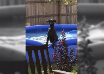 La curiosa reacción de un perro pillado in fraganti en la piscina de su dueño