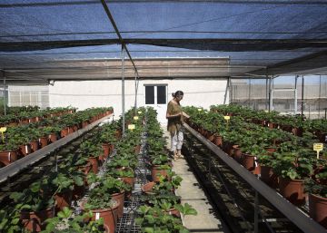 El laboratorio que domestica a la fresa
