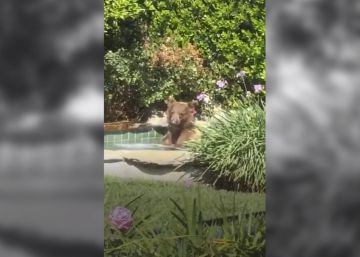 Un oso se cuela en un jacuzzi particular en California