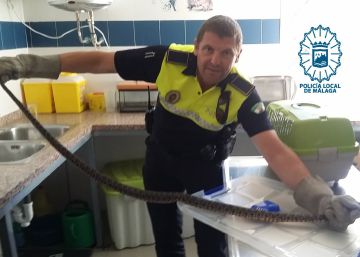 Una culebra se esconde en un carrito de bebé en Málaga