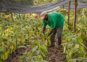 Por qué el Corredor Seco centroamericano debe ser noticia