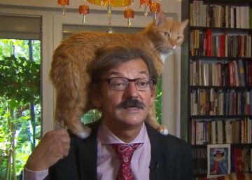 Un gato se cuela en plena entrevista con la televisión holandesa