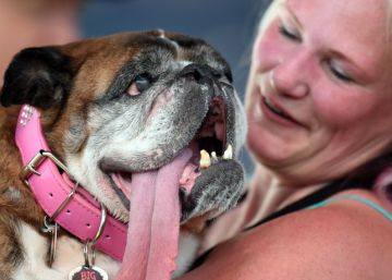 Muere ‘Zsa Zsa’, oficialmente el perro más feo del mundo