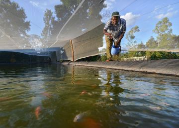 Cultivar peces: otra arma contra el hambre en África