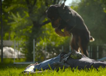 Poncho, el perro que sabe reanimar (o no)