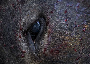 La otra mirada de la tauromaquia
