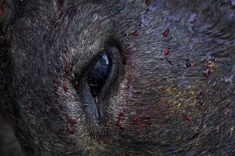 La otra mirada de la tauromaquia