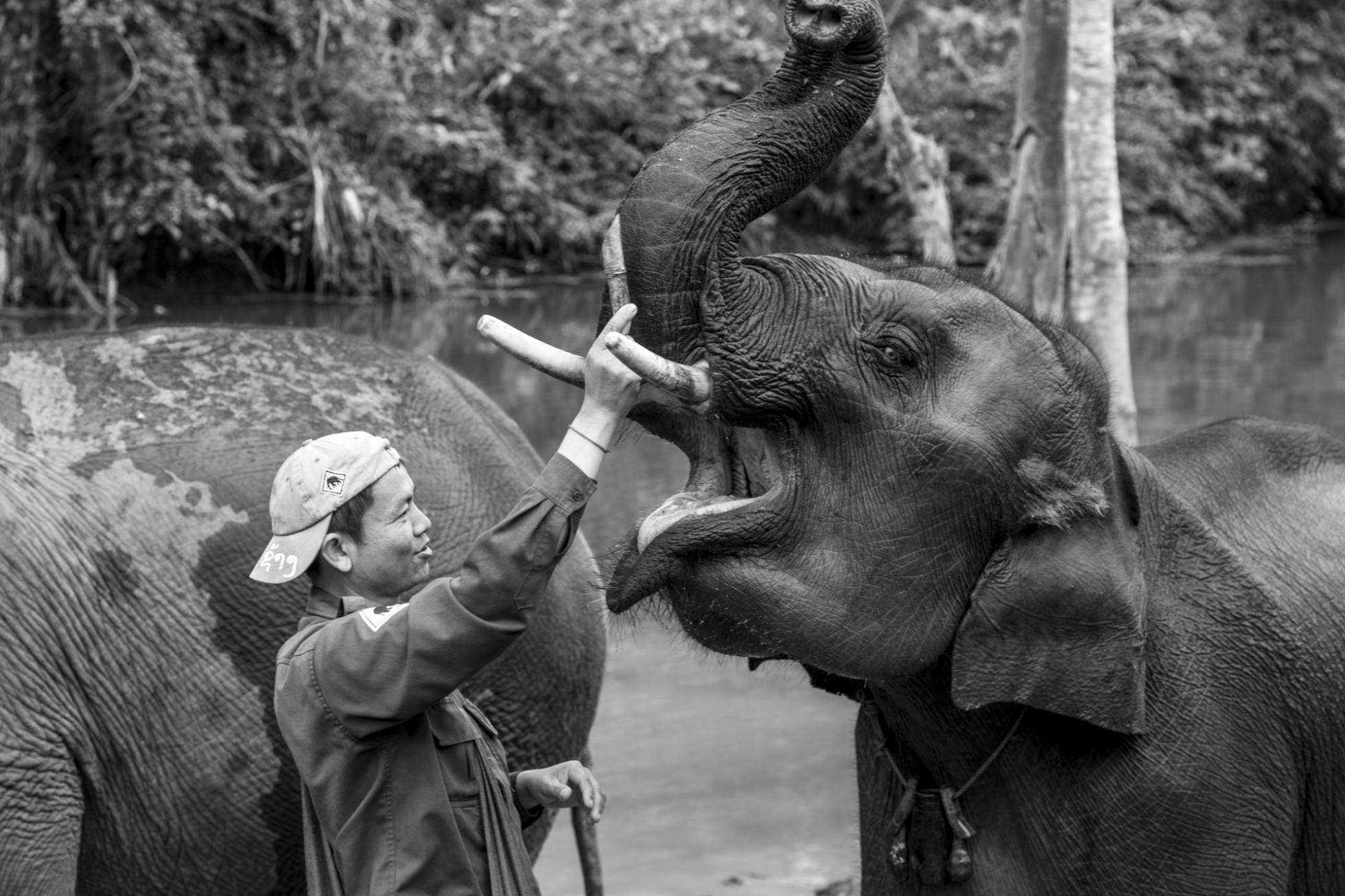 Pedagogía animal en la industria turística de Laos