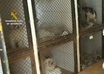 La Guardia Civil recupera 191 perros de un criadero ilegal en Madrid