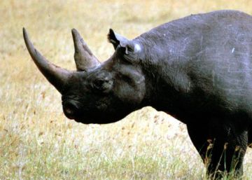Mueren ocho rinocerontes negros en Kenia tras ser llevados a un santuario para preservarlos