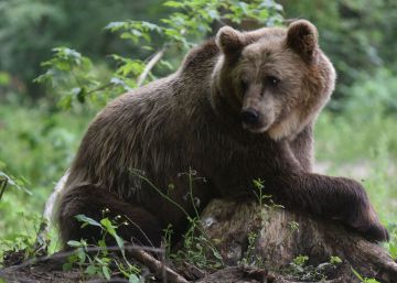 Hallado el cadáver de un oso pardo adulto en Cantabria