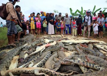 Casi 300 cocodrilos masacrados para vengar la muerte de un vecino en Indonesia