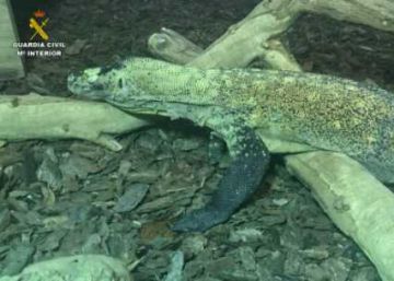 El primer dragón de Komodo hallado en Europa estaba en Cataluña