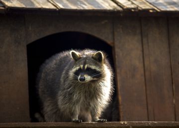 Aceite de cannabis para curar animales en Canadá