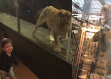 Cerrado el café que exhibía a una leona en Turquía en un jaula de cristal