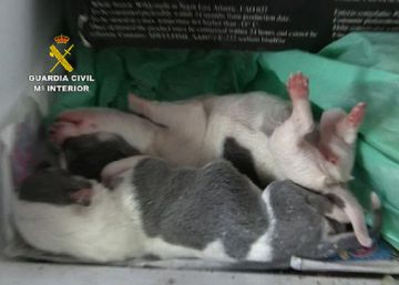 La Guardia Civil localiza 400 perros de raza en situación “lamentable” en un centro de cría ilegal de Vinaròs