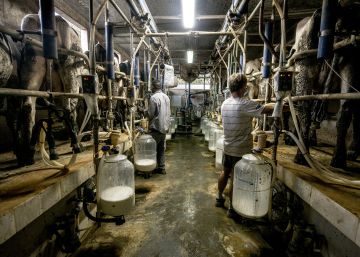 Si vuestra familia consume leche sin esterilizar, lo podéis tener crudo