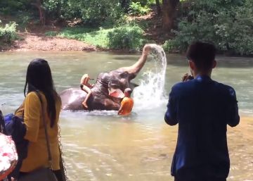 Una asociación animalista critica el maltrato en un ‘resort’ temático de ‘El libro de la selva’ en India