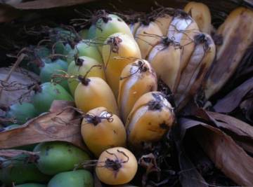 Fruto del banano de Madagascar.