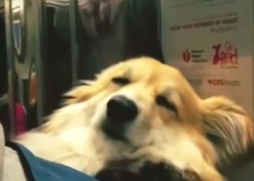 Maxine, el perro que viaja dormido en el metro de la ciudad de Nueva York