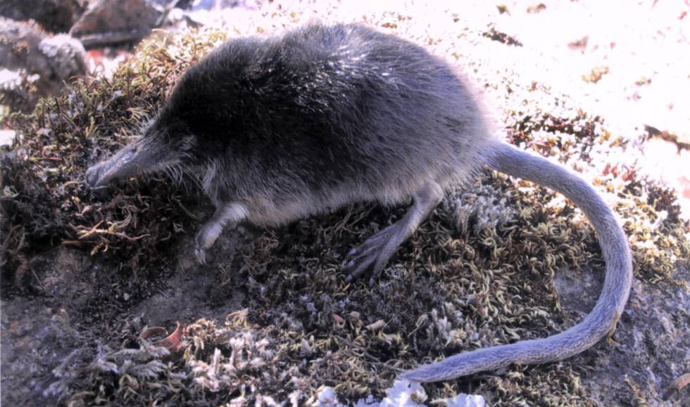 A Pyrenean muskrat.