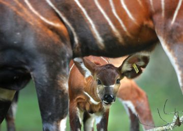 Las mejores fotos de animales de julio 2018