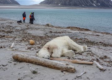 Matan a un oso polar que atacó a un guía turístico en un archipiélago de Noruega