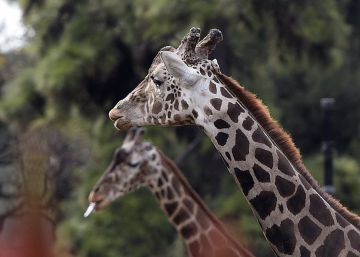 Sin visitas en el legendario zoológico de Buenos Aires