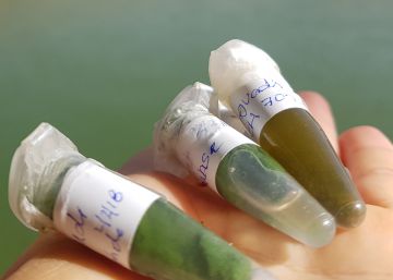 Un alimento milenario contra la desnutrición