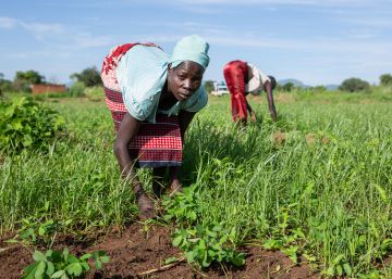 La agricultura en África, clave para la paz