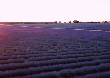Los campos de lavanda de Brihuega, en Guadalajara, a vista de dron