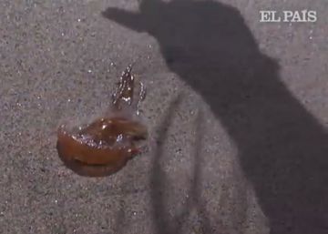 Invasión de medusas en la costa de Málaga
