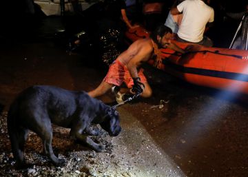 Solidaridad en Grecia: los perros y los gatos, primero