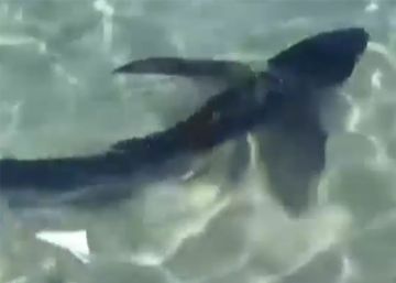 Un tauró de més de dos metres obliga a evacuar una platja a Mallorca